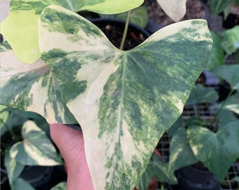 実物写真 アンスリウム プテロダクティル 斑入り ビッグサイズ - Etsy 日本