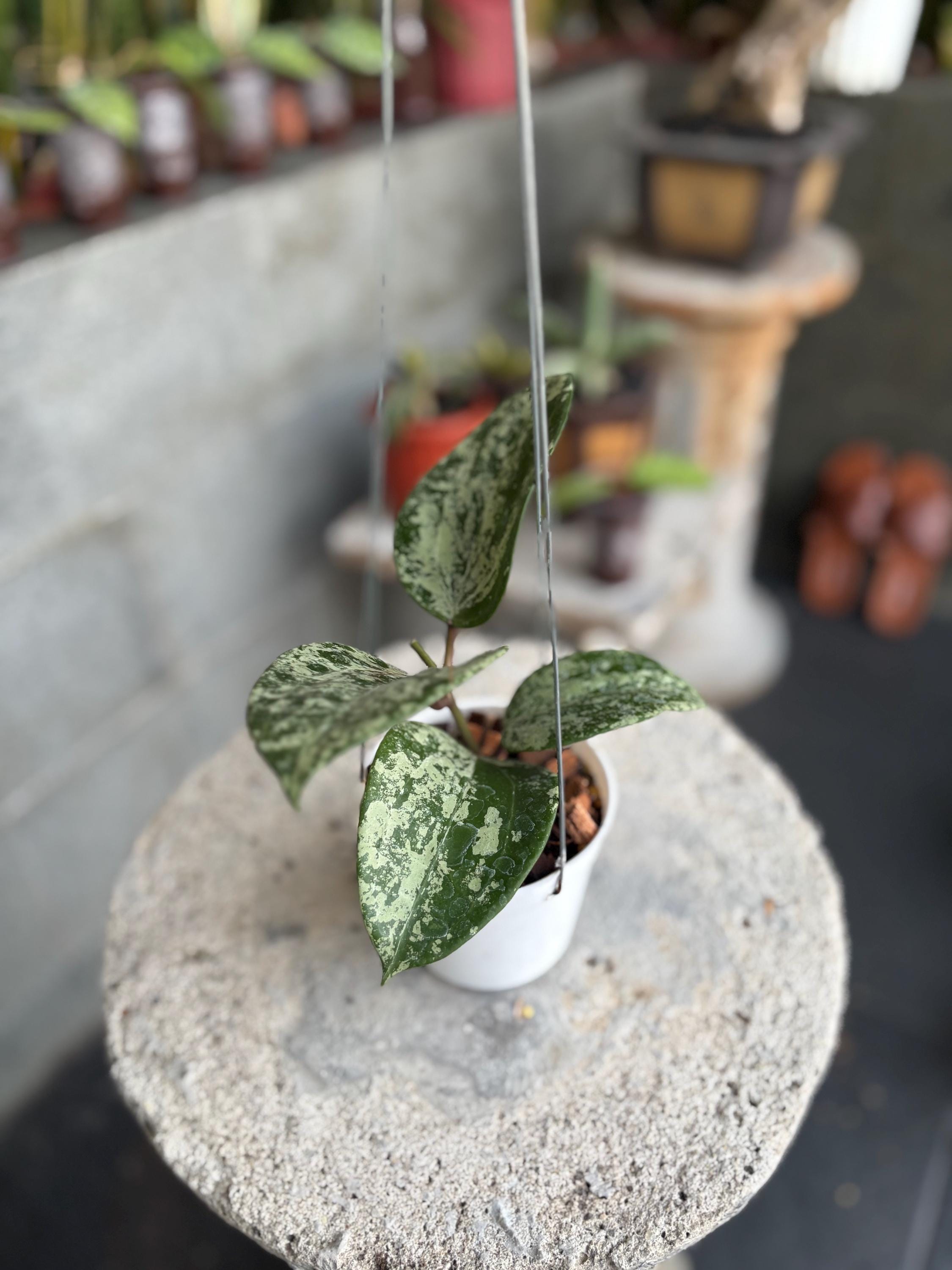 Hoya Latifolia Silver - Etsy