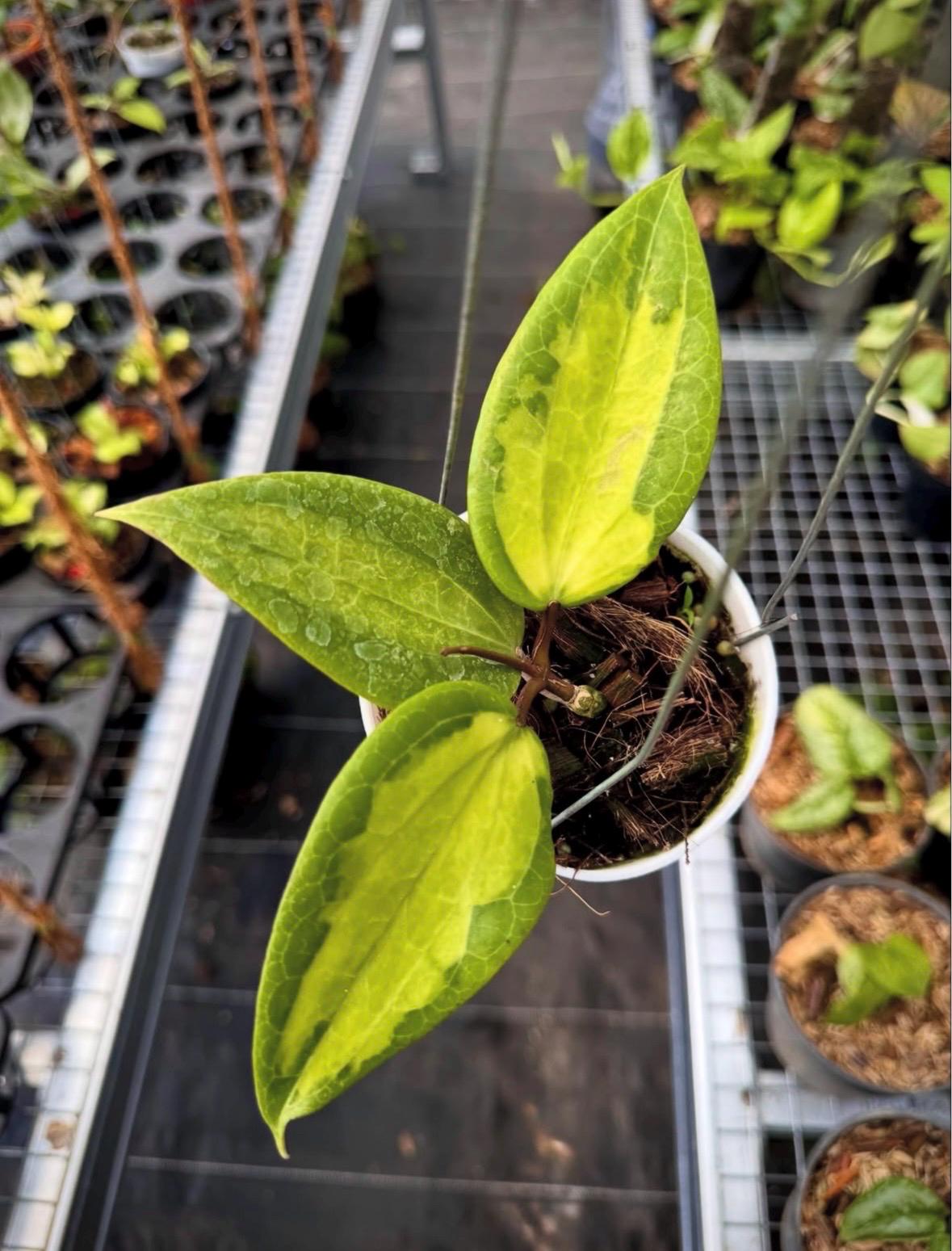 その他観葉植物 Hoya Glabra Alex その他観葉植物 Hoya Glabra Alex よ*ー様 【オークション】ホヤ