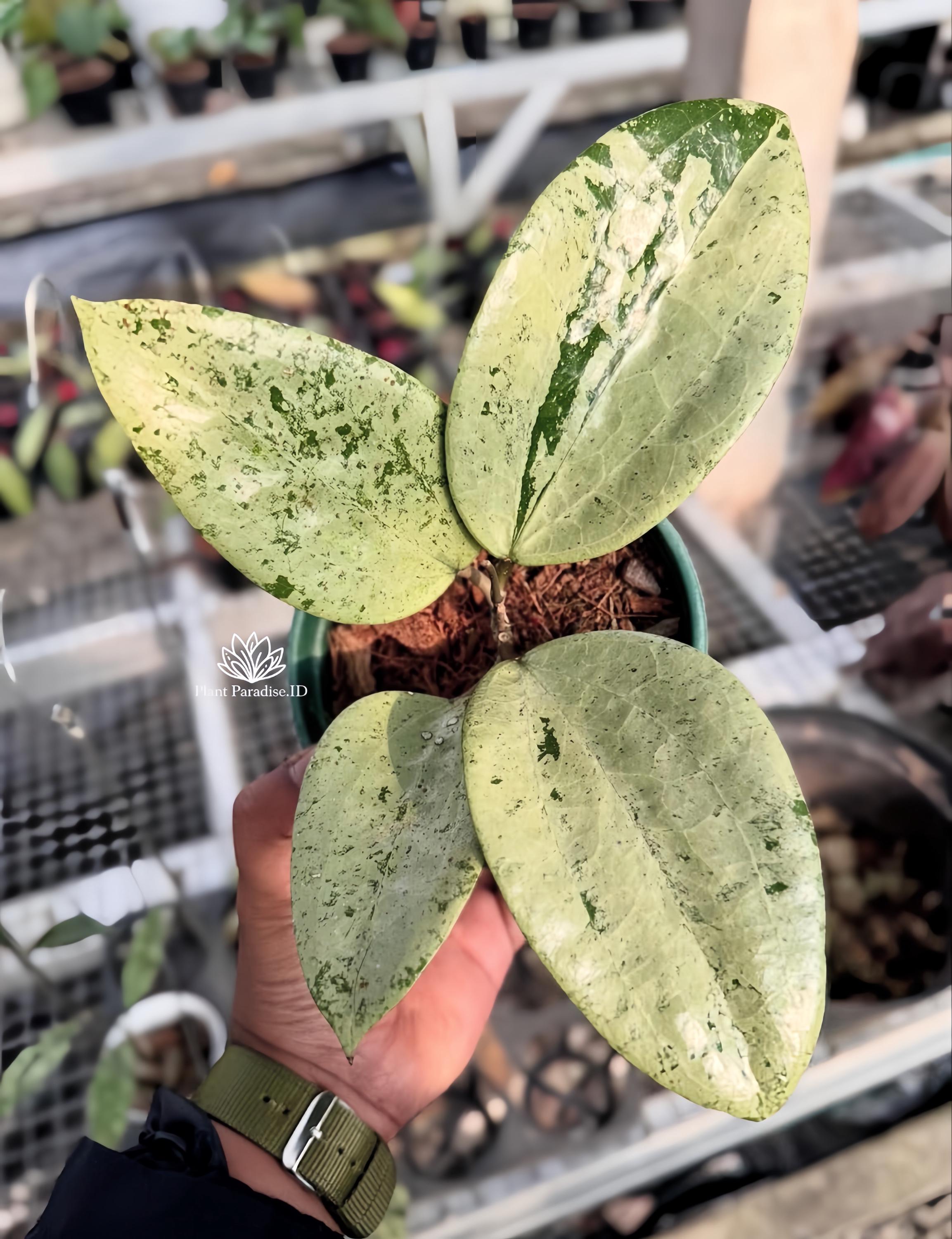 Hoya glabra - Etsy 日本
