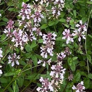 May include: A close-up view of a cluster of small, delicate flowers with white petals and purple centers. The flowers are surrounded by vibrant green leaves, creating a natural and organic composition. The image captures the beauty of the plant.