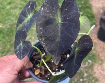 Colocasia esculenta ‘Illustris’