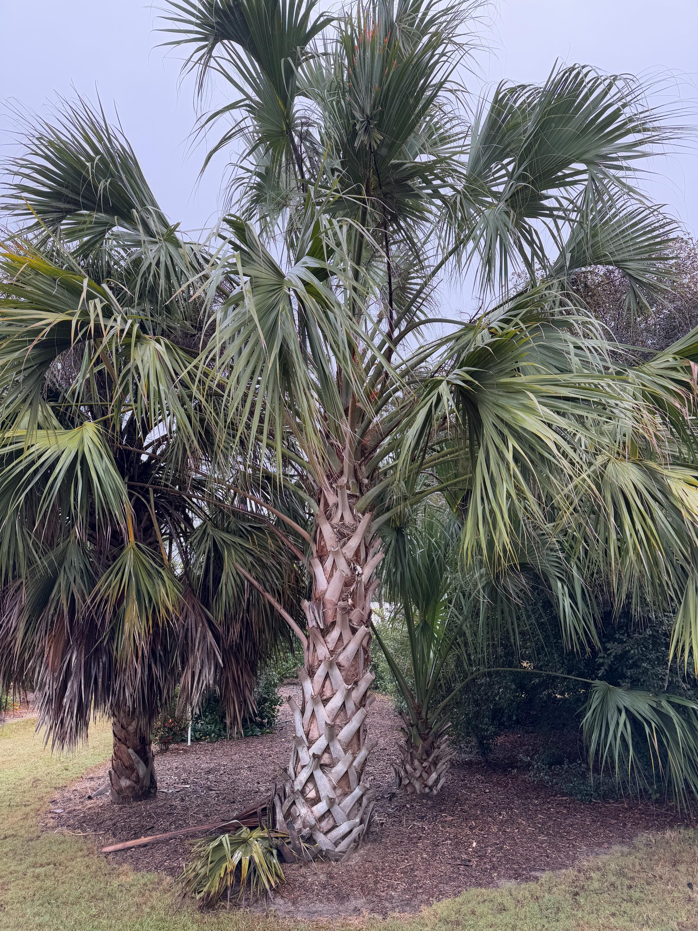 Sabal Domingensis 2025 Seeds -FREE Shipping - Etsy