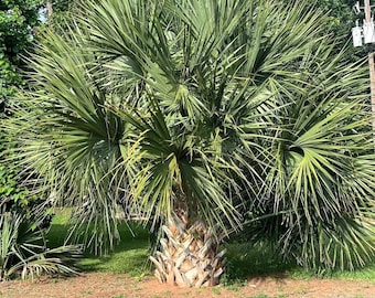 Sabal sp. ‘Greene County’ seeds - 2025