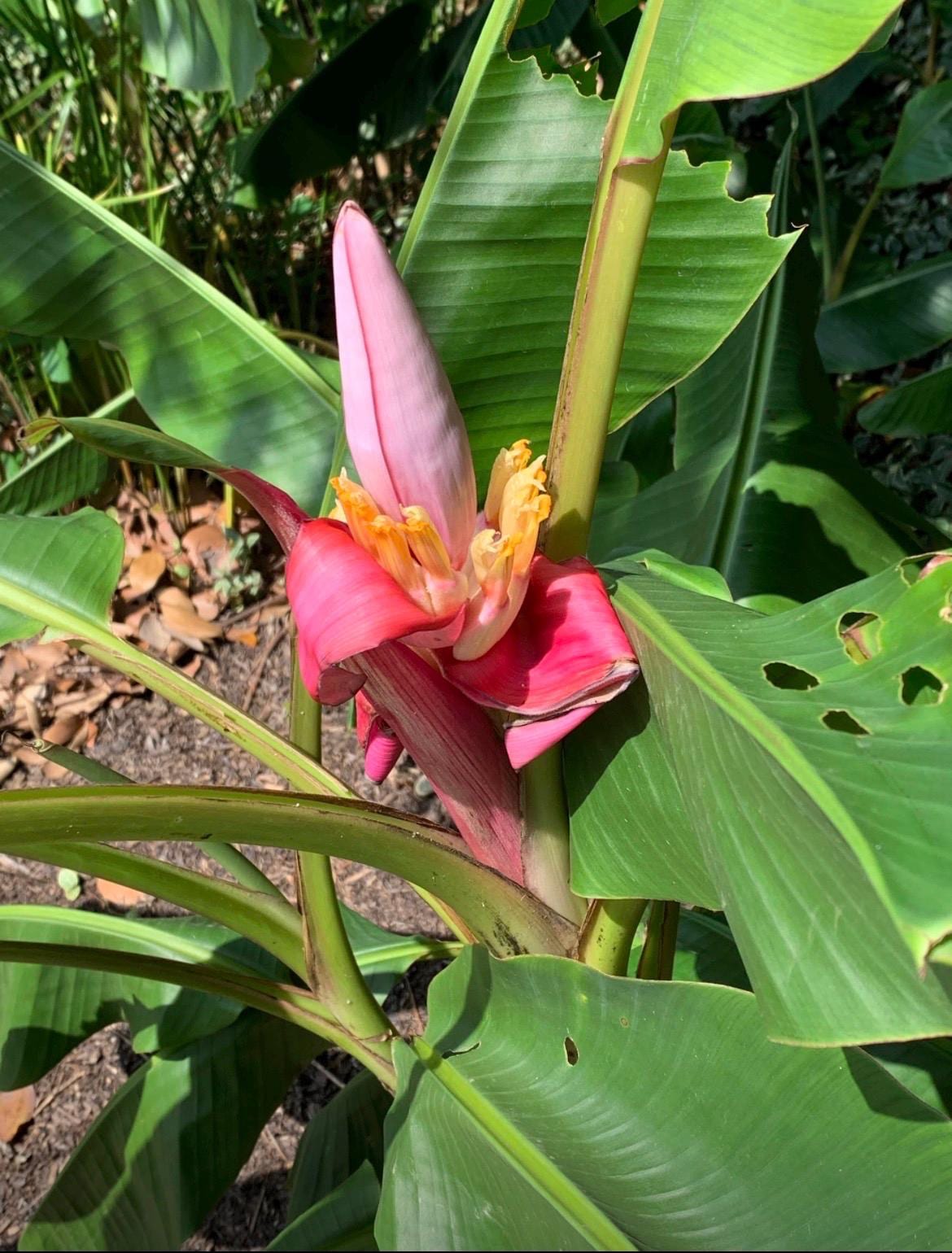 Musa Velutina - Hardy Pink Banana - LIVE PLANT - Etsy