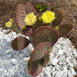Opuntia violacea ‘Santa Rita’