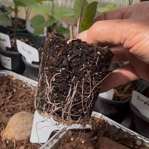 May include: A white ceramic mug with a black handle and the text "But First, Coffee" in a bold, black font. The mug is set against a blurred background, suggesting a cozy setting. The mug appears to be approximately 4 inches tall.