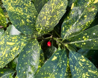 Aucuba japonica ‘Gold Dust’