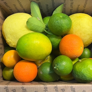 Georgia Grown Citrus Box: Rare Fresh Fruit (5 lb)