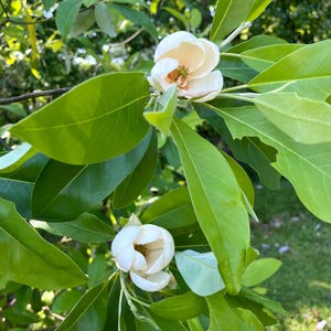 Sweetbay Magnolia (Magnolia virginiana) - Live Plant