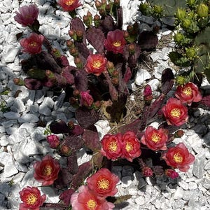 Opuntia ‘Baby Rita’