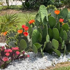 Opuntia engelmannii var. Lindheimeri - Texas Prickly Pear - Unrooted pad