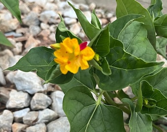 Mirabilis Jalapa - ‘Don Pedro’s’ Four O’Clocks - LIVE PLANT