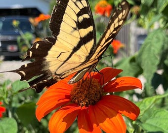 Tithonia rotundifolia - Mexican Sunflower ‘Red Torch’ -LIVE PLANT