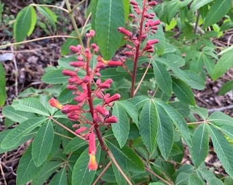Aesculus pavia - Red Buckeye- Live Plant