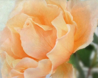 Peach Rose Photograph, Romantic Garden Rose, Cottage Art Decor, Fine Art Wall Art Photo, Gardener's Housewarming Gift, Country Garden Photo