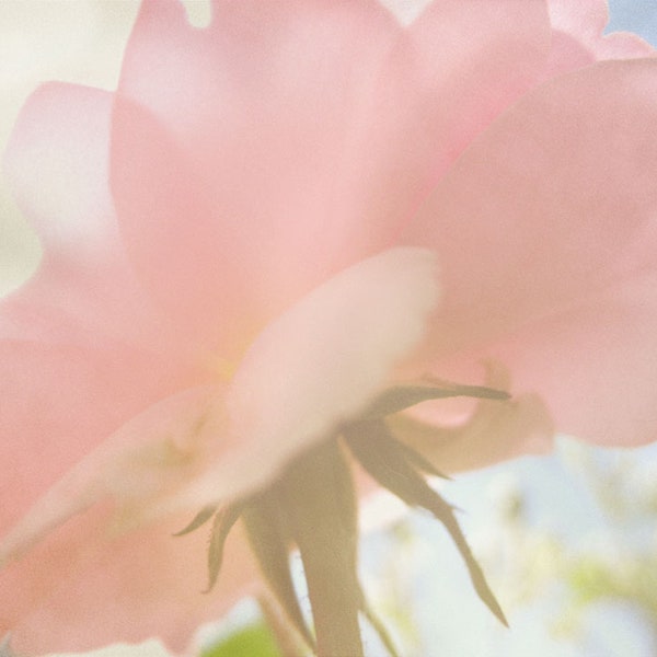 Pink Rose Spring Floral Photograph, Romantic Rose Garden, Girl's Bedroom, Gift for Her, Gift for Mom, Cottage Garden Decor, Reaching for Sun