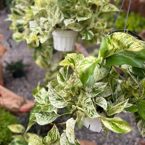 Epipremnum aureum .Queen starter plant