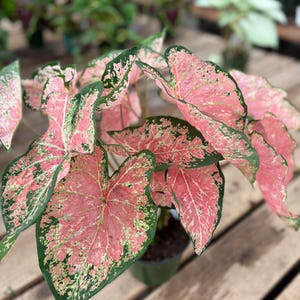 Caladium .pink caladium.Fancy leaf caladium .Easy to Grow Indoor or Outdoor Perennial Plant