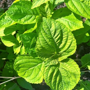 Korean perilla seeds