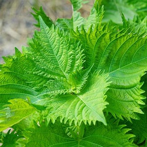 Green shiso - perilla seeds
