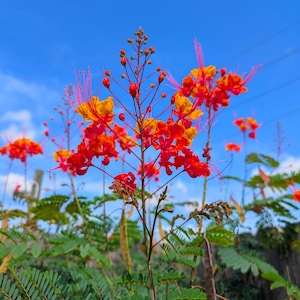 12 Pride of Barbados seeds (Caesalpinia pulcherrima)