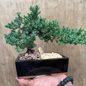 Bonsai Juniper Plants Zen