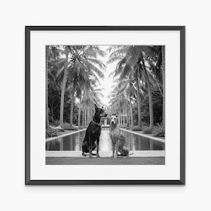Doberman Poster, Photography Prints, Doberman Pinscher, Fine Art Print, Doberman, Black and White Wall Art, Museum Quality Wall Art