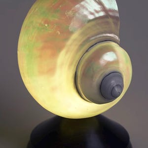 Op de afbeelding: Decoratieve schelplamp met een warme, gloeiende binnenkant. De schelp heeft een spiraalvormig ontwerp met tinten groen, bruin en geel. Hij staat op een donkere, ronde basis.
