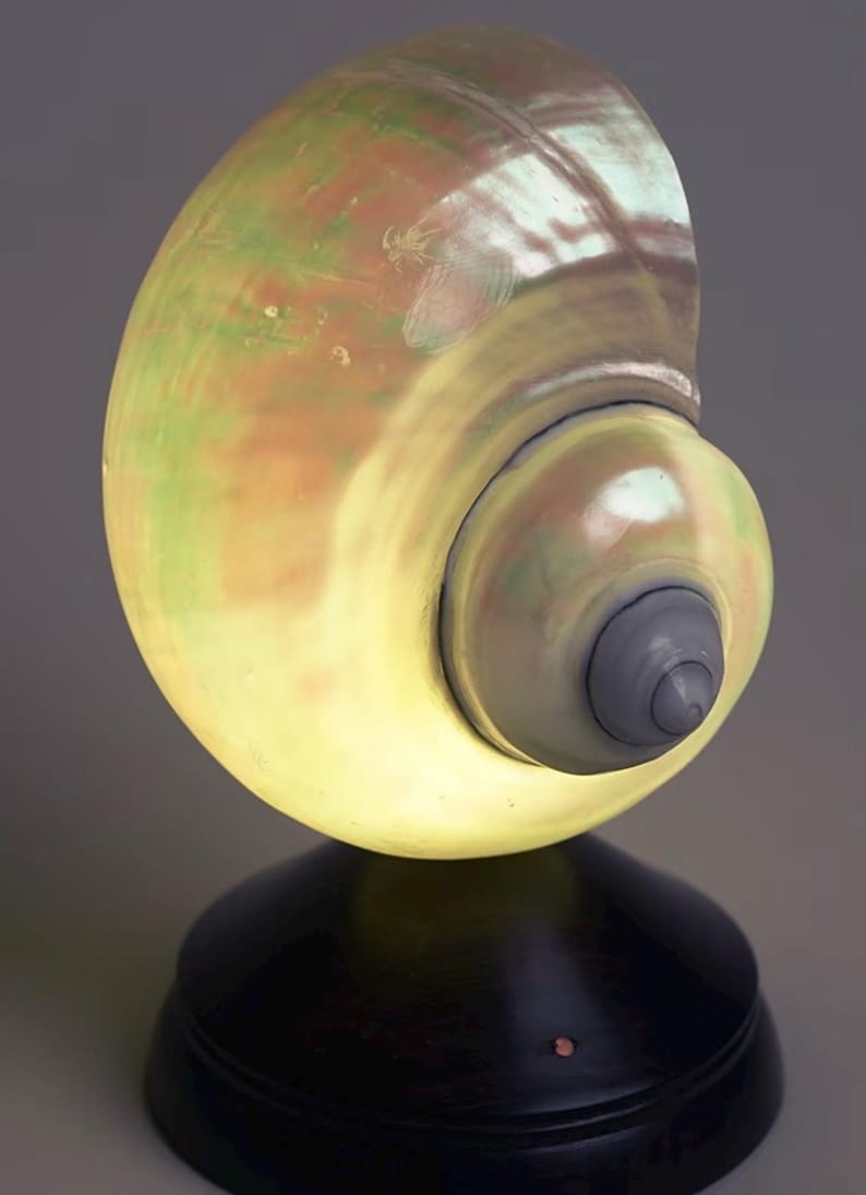 Op de afbeelding: Decoratieve schelplamp met een warme, gloeiende binnenkant. De schelp heeft een spiraalvormig ontwerp met tinten groen, bruin en geel. Hij staat op een donkere, ronde basis.