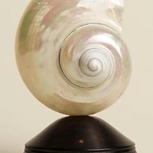 Op de afbeelding: Een grote, parelmoerachtige nautilusschelp, gemonteerd op een donkerbruine houten voet. Het spiraalpatroon van de schelp is zichtbaar, met iriserende roze en groene tinten. De voet heeft een eenvoudige, afgeronde vorm.