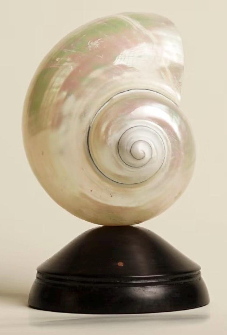Op de afbeelding: Een grote, parelmoerachtige nautilusschelp, gemonteerd op een donkerbruine houten voet. Het spiraalpatroon van de schelp is zichtbaar, met iriserende roze en groene tinten. De voet heeft een eenvoudige, afgeronde vorm.