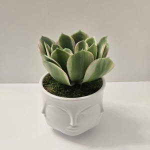 May include: A succulent plant with green and pink-edged leaves sits in a white ceramic pot. The pot is shaped with two faces on the sides. The plant is surrounded by green moss.