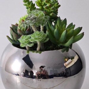 May include: A round, silver-coloured planter filled with a variety of green succulents. The succulents display diverse textures and shades of green, forming an attractive arrangement. The planter's surface reflects the surrounding environment.