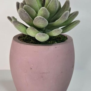 May include: A small, potted succulent plant. The plant has soft, green leaves with a dusty, gray-green hue. It sits in a round, dusty rose-colored pot. The pot is filled with green moss.