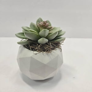 Puede incluir: Una pequeña planta suculenta artificial en una maceta geométrica de hormigón gris claro. La suculenta tiene hojas verdes con un toque de rosa en el centro. La maceta está llena de material vegetal marrón seco.
