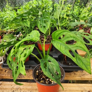 May include: A potted Monstera adansonii plant, also known as the Swiss cheese plant, with vibrant green leaves and distinctive holes. The plant is in a small, orange-brown pot, set against a backdrop of other plants and a wooden surface.