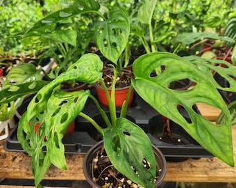 monstera adansonii Swiss cheese plant 4 inch pot