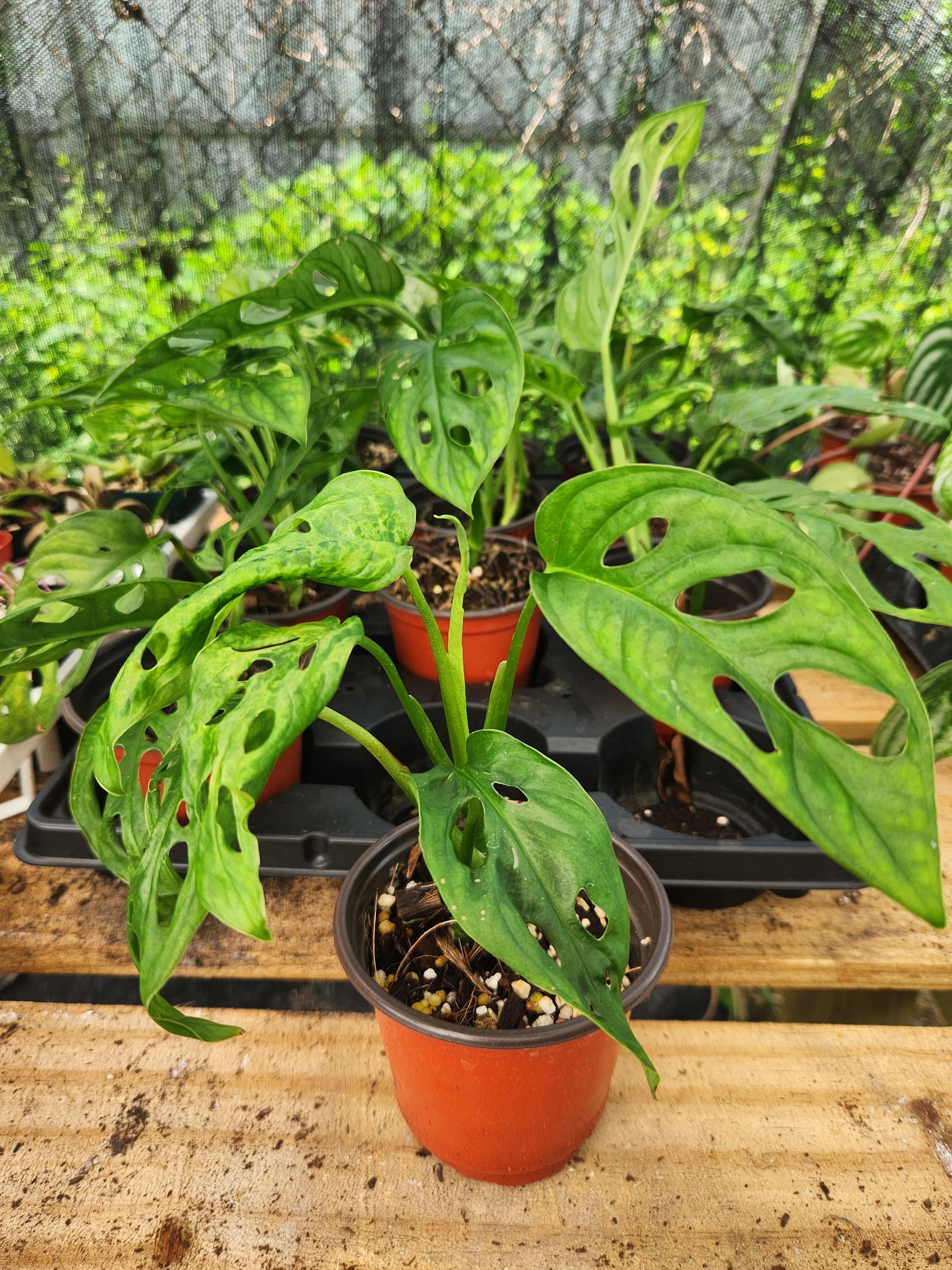 monstera obliqua peru care Monstera Obliqua Peru Rare Cutting Perforated Leaves – plantandstories