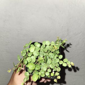 May include: A String of Hearts plant in a small black pot. The trailing vines are covered in heart-shaped, light green leaves with darker green marbling. The plant is held in a hand against a gray background.