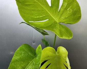 Monstera Lemon Lime 6” - US SELLER - Etsy