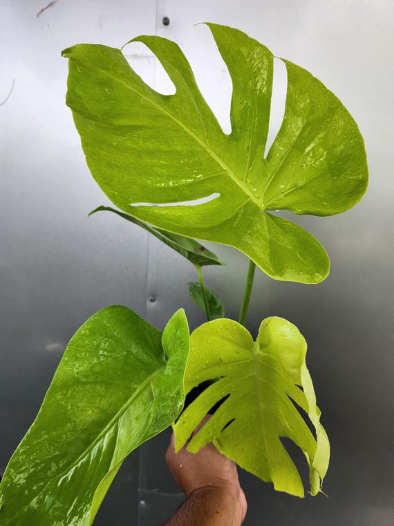 Monstera Lemon Lime 6 Inch - Etsy