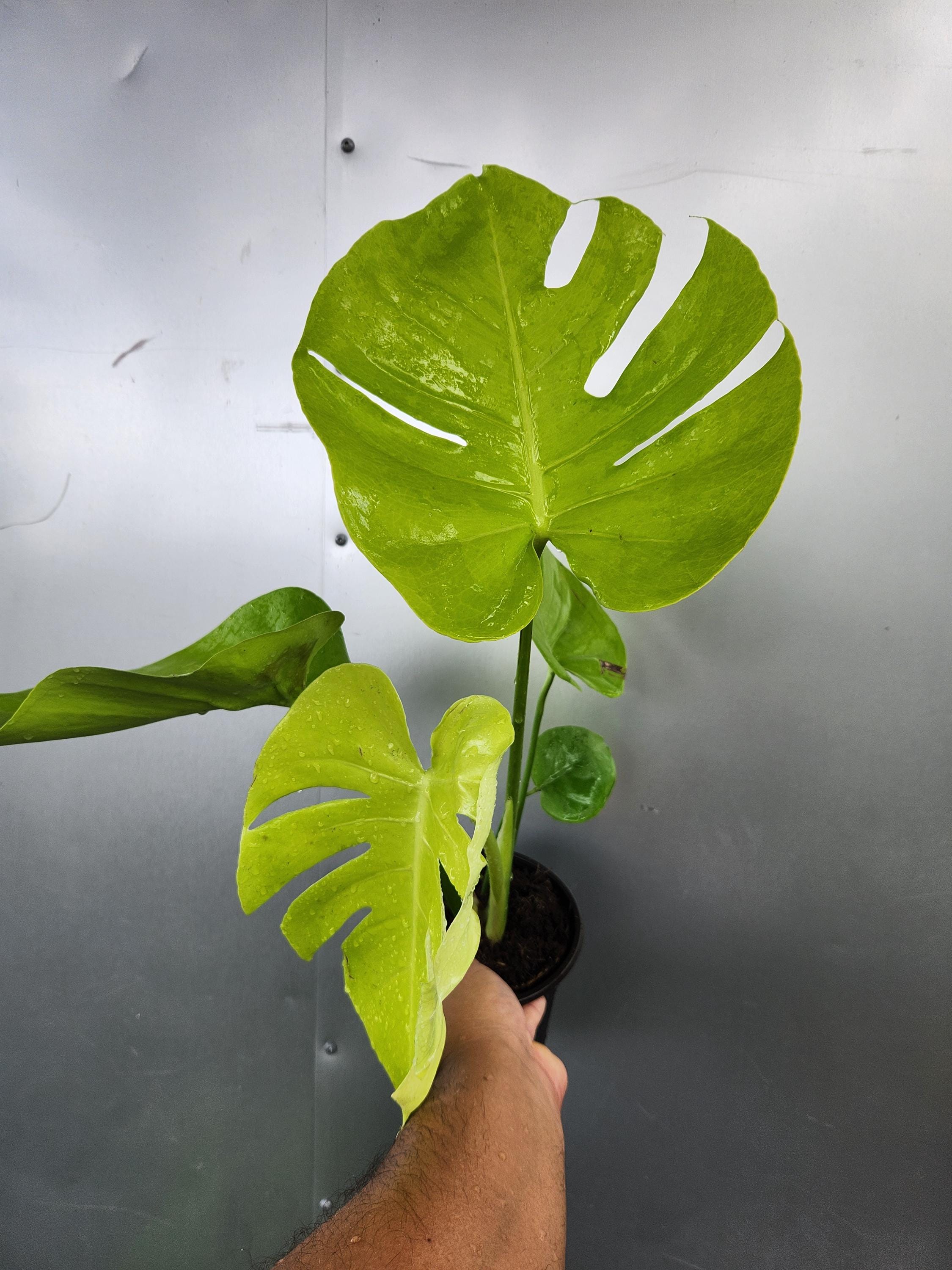 Monstera Lemon Lime 6 Inch - Etsy