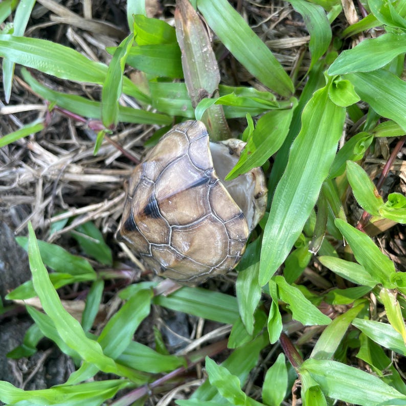 Ethically Sourced Real Turtle Shell Specimen – Natural Death Turtle ...
