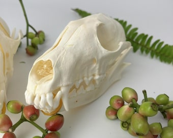Crâne de renard véritable | Os de renard issus de sources éthiques | Crâne animal naturel fait main | Décoration unique | Cadeaux personnalisés pour elle