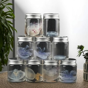 Real Jellyfish Wet Specimens, Eternal Jellyfish Specimens Preserved In Glass Jars, Gifts For Ocean Lovers, Gifts For Lovers, Teaching Aids
