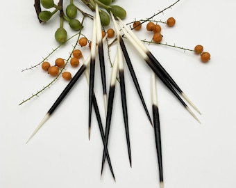 Natural Porcupine Quills 4–5 inch | Ethically Sourced Quill Set | Craft Supplies, Home Decor, Beach Art, Unique Christmas Gift