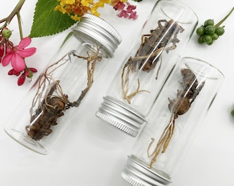 Esemplare autentico di vespa infetta da Cordyceps in bottiglia di vetro, espositore da collezione naturale etica, regalo di Natale unico per gli amanti della natura