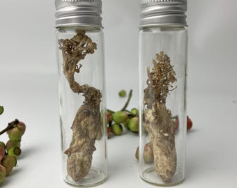 Cigales authentiques avec champignon zombie | Curiosités de taxidermie | Spécimen de Cordyceps pour vitrine, décoration gothique et collection Dark Academia