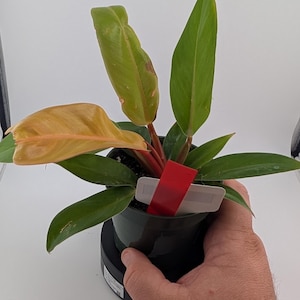 Philodendron Prince of Orange